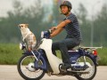 HONDA ׺ Super CUB50ԇ{